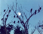 Buzzards