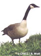 goose